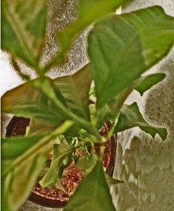 I took this shot from above the lemon tree so I could get a good view of the leaves spiraling down. I then turned up the contrast to give a sketch feel to the picture. 